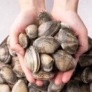 자연가득 쫄깃한 식감과 시원한 국물 국내산 왕바지락 1kg 60미내외