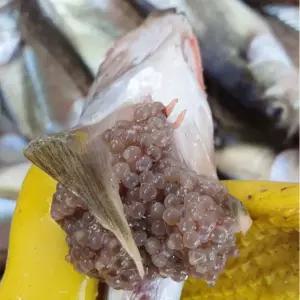 자연가득 알이 톡톡 급냉 알도루묵 1팩 5~7미 내외 반건조 도루묵 300g 9-11미