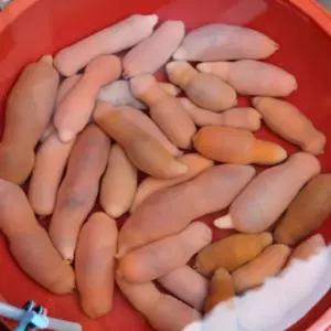 자연가득 횟감용 참개불 명지 개불 10미