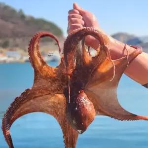 자연산 돌문어 남해안 활 문어 생물 제수용 1kg (2시 이전 주문건