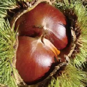 대보 밤나무묘목 생밤 햇밤 유실수나무