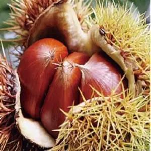 삼조생 밤나무 유실수 묘목 생율밤