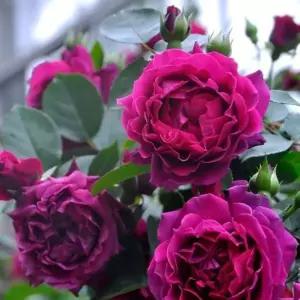 일본사계장미 오딧세이아 7치 로사오리엔티스 포트묘 화단장미 묘목 조경수