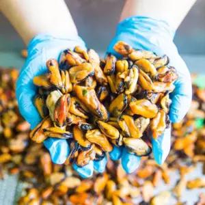 BS 국내산 남해 손질 건조 홍합 500g