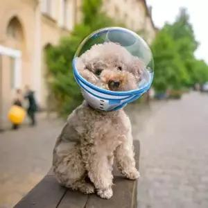 안전 헬멧 강아지용 XXL 10.0 ~ 15.0kg 물림방지 보호대 투명 볼 스카이블루