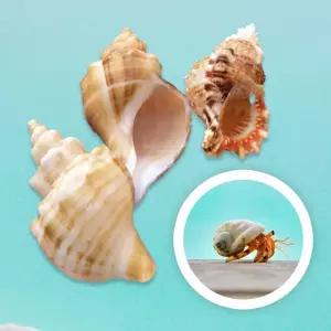 키우기 애완 탈피 껍질 소라 껍데기 쉘 이사 크랩  넛 반려 자연쉘 갑각류 딸기 소라게