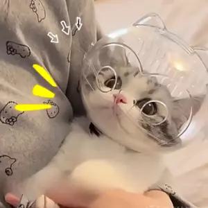 애견 투명헬멧 노견 충돌방지 강아지 고양이 보호구 덮개 대형 고양이 귀 우주