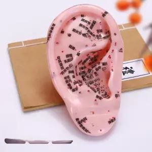 프리미엄 마사지 혈자리 수업 안마 귀침 지압점 18cm 모형 교구