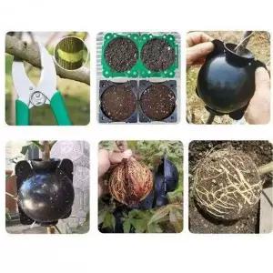 식물 보육 상자 뿌리 파종 중형 5P텃밭