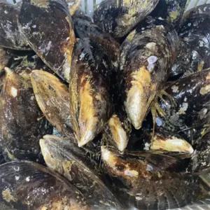 유쎌몰 동해 자연산 섭 1KG (4-5미 내외) 국산홍합 생홍합