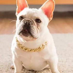 반려견 골드 체인 목걸이 애완동물 고양이 촬영용 액세서리 조절