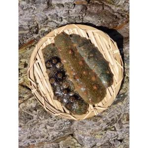 SK 국내산 통영 자연산 해삼 500g 산지직송