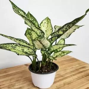 서담스토어 화초 스노우사파이어 약30CM 관엽식물 거실화분인테리어