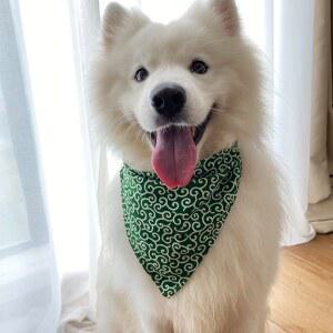 시바견 당초 무늬 스카프 1개 시바견스카프 보따리 망토 강아지 중형견
