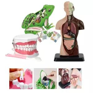 어리이집 유치원 유아교구 개구리 인체 치아모형 인체학습 관찰학습 어린이교구 몸 추천