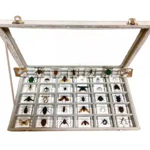 곤충표본 보관 곤충 세트 생물 아크릴 벌레 박제 교육용 학교