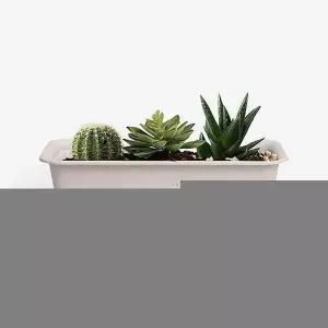 [콩심팥심]봄학교 텃밭가꾸기 가벼운 하우스팜화분 분갈이 세트 인테리어