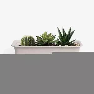 봄학교 텃밭가꾸기 가벼운 하우스팜화분 분갈이 세트 인테리어