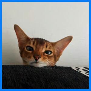 BMW X1 F48 2019-2022용 단열 패드 전면 엔진 후드 방음 매트 폼 코튼 버클 포함