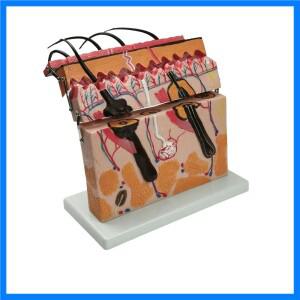 PVC 계층 구조 해부학적 인간 피부 블록 모델 의료 피부과