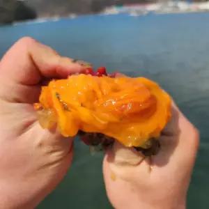 통영 제철 봄 가성비 활멍게 3kg 통멍게 봄 꽃멍게