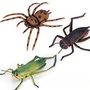 리얼 귀뚜라미 곤충피규어 컬렉션 KZ 실물크기 24 제비나비 곤충모형 BE3 수집