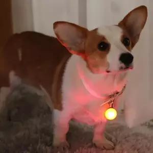 OC1065 반려동물 LED펜던트 야간산책 라이트목걸이1P ddi7+5Tdr