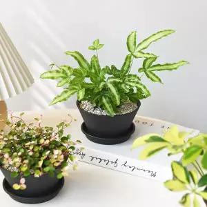 마이플랜트 미니 볼팟 플랜트 식재 세트 6종 화분 선물 집들이 개업 선물 세트