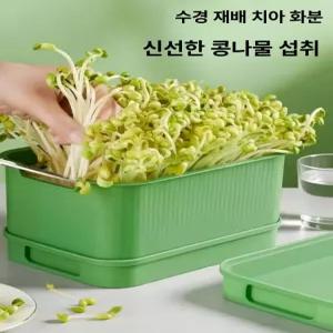셀렉트하루 집에서콩나물키우기 콩나물재배기 콩나물