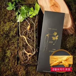[NS홈쇼핑][자연삼가] 1+1 강원도 토종 산양삼 산양산삼 선물세트 5~6년근 (3뿌리)x2세트..[35763990]