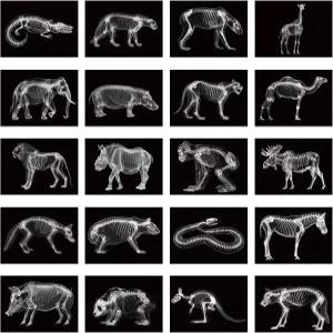 천풀 20개 동물 X-레이 키트 야생 플래시 카드 교육용 과학 라이트 테이블 장난감 액세서리 11.7인치 x