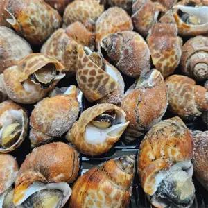 유쎌몰 자숙 범고동 500G (37미 내외 초장 40G X 2팩 포함) X 2개 손질한냉동고동 국산바다고동