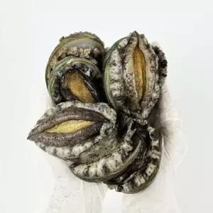 [푸드타켓]완도 활 전복 1kg 7-8미내외 산소팩포장 (국내양식산)