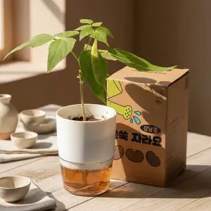 [오피스스쿨] 민화 KC인증 식물 키우기 키트 강낭콩 / 씨앗재배 식목일 관찰학습 새싹키우기 미니화분키트 생태교육 반려식물