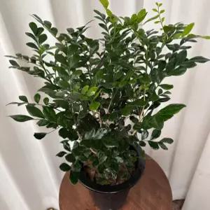 오렌지자스민 공기정화식물 화분 꽃 자스민 나무