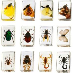 수지 컬렉션의 12개 곤충 - 용 교육용 벌레 표본 세트, , 교실 과학 및 가정용 디스플레이에 적합