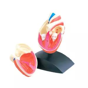 어린이 전무 과학실험교구 인체 심장모형 과학인재 과학입문 셀프실험 흥미학습