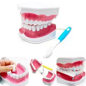 올바른 양치습관교구 이가 쏙 뽑히는 치아모형 과학인지발달 첫과학도구 과학왕