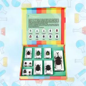 초등 과학실 생물수업 비교관찰 곤충학습 풍뎅이 10종 21x17cm 과학인지 실험