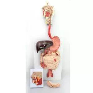 학교 과학 인체모형 수업교구 고급형 소화기관 모형 79x27cm 미래의사 과학왕