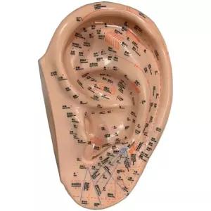 귀모형 40cm 대형 인체 혈점 피규어 한의학 지압점 교육 모델 침술