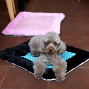 [반려] 방석 매트 쿠션 베드 미디움 강아지 고양이 리본