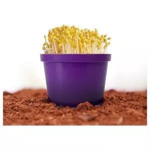 수업교구- 내 책상 위에 콩나물 키우기 1인용 실습키트