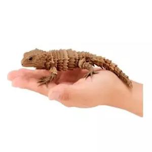 갑옷도마뱀 거들테일 레오파드 게코 파충류 피규어 리저드 곤충 표본 모형