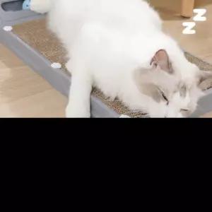 코너 벽면형 스크래쳐 숨숨집 옆이나 소파 옆에 두면 딱 좋은 L자 고양이 장난감 캣타워