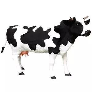 젖소모형 대형 젖짜기 동물피규어 체험장 체험 동물농장