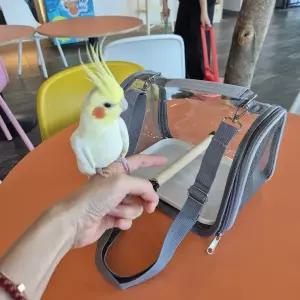 휴대용 앵무새 조류 이동 케이지