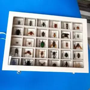 교육용 곤충표본 수집 장수풍뎅이 딱정벌레 액자 거미 과학교구 학습 표본함