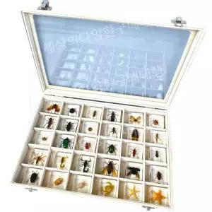 키트 견본박스 과학 모형 교육용 곤충 보관 표본 박제 액자