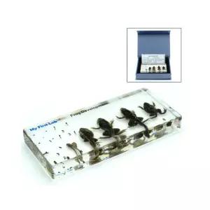 학교 과학실 파충류 표본 개구리모형 성장 초등 실험재료 실물